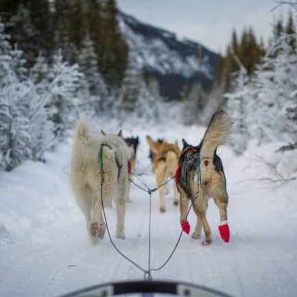 Dogsledding in Alberta, Canada